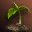 Ancient Herb - Slayer ID 2900