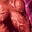 Zealot ID 420